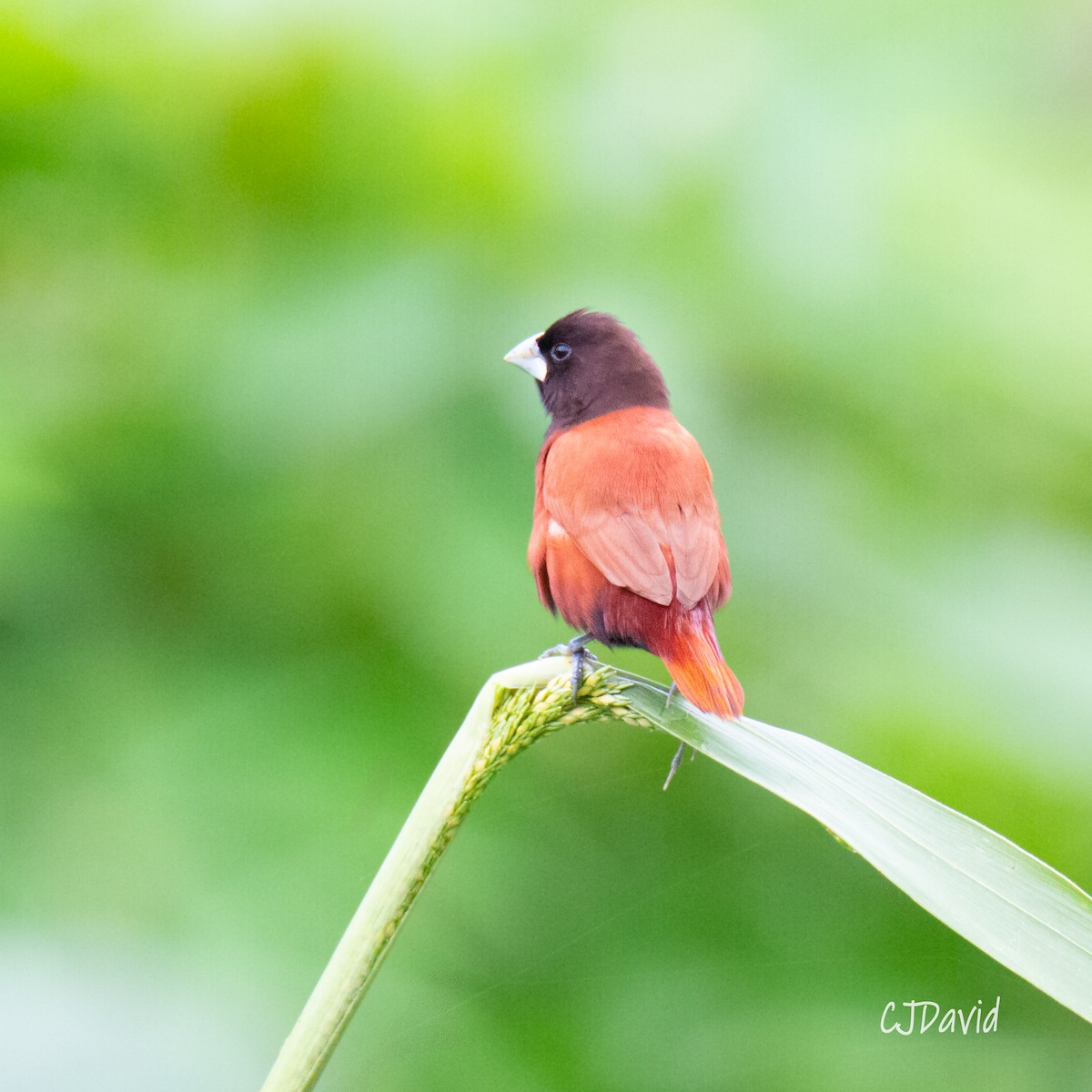 Chestnut Munia - ML222847721