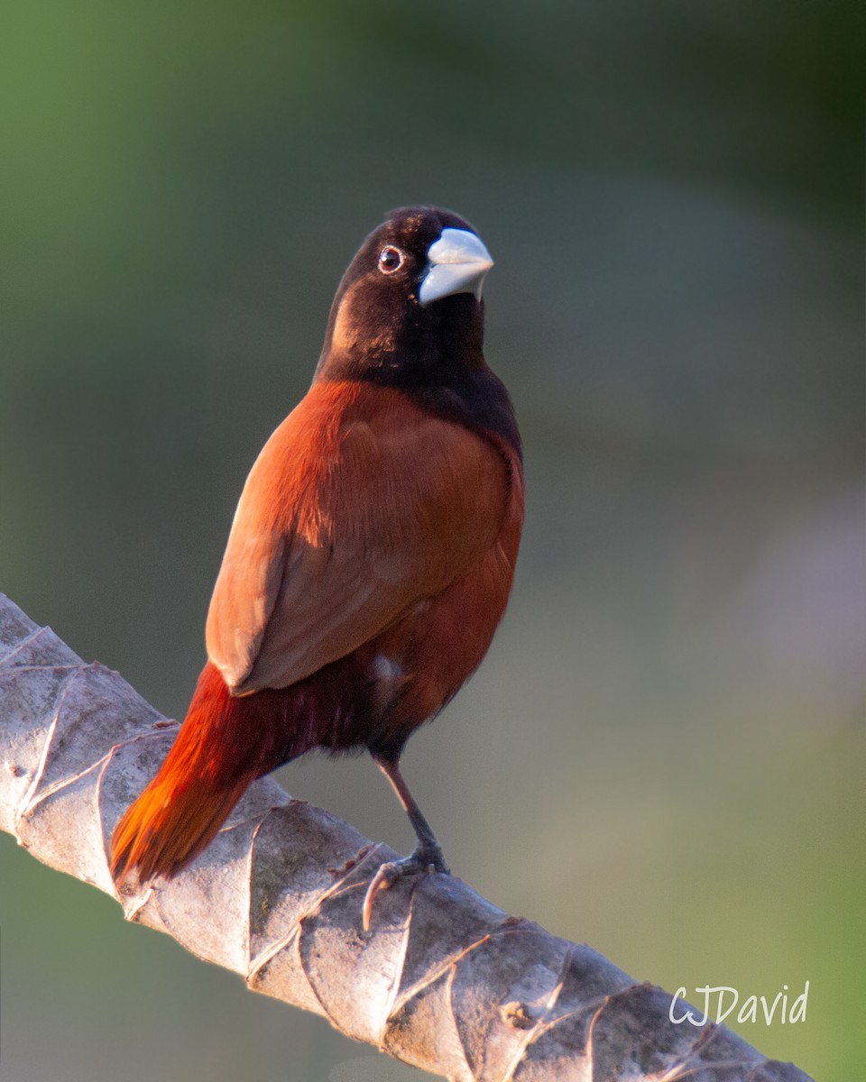 Chestnut Munia - ML222847871