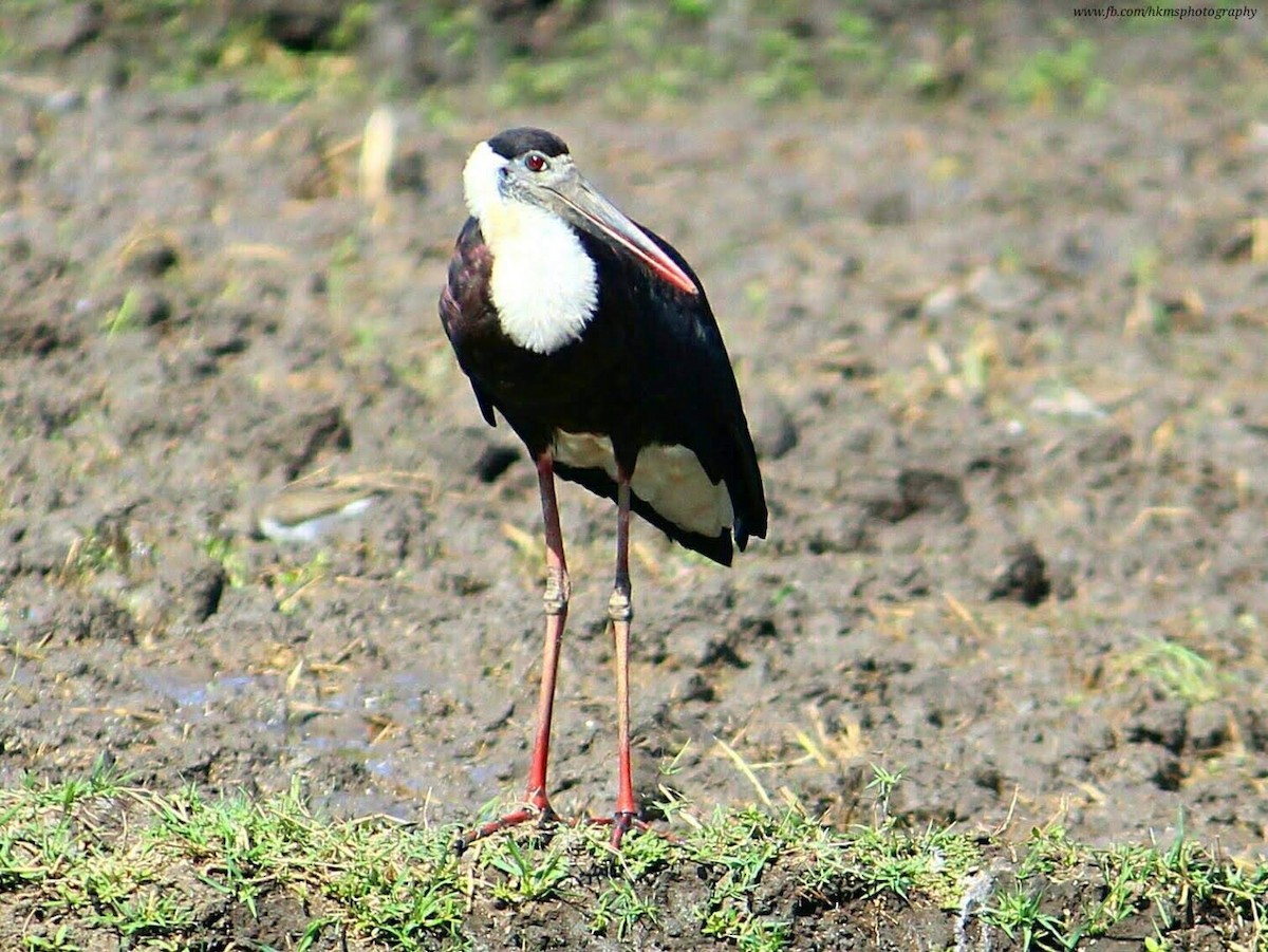 Asian Woolly-necked Stork - ML222847921