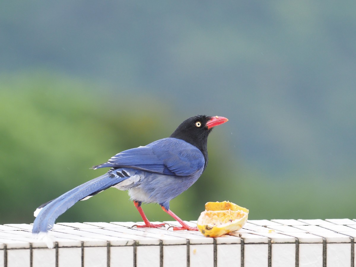 Taiwan Blue-Magpie - ML222850261