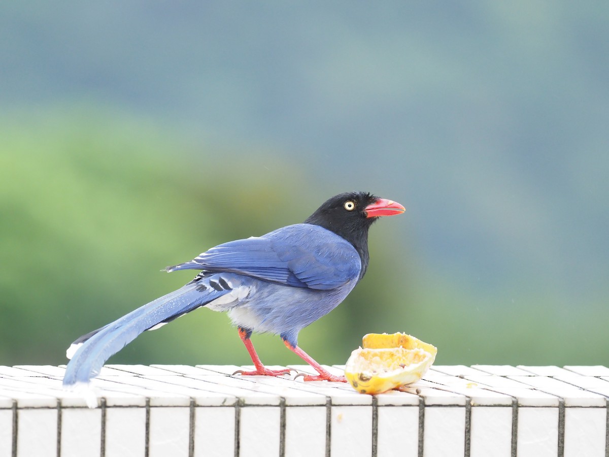 Taiwan Blue-Magpie - ML222850271