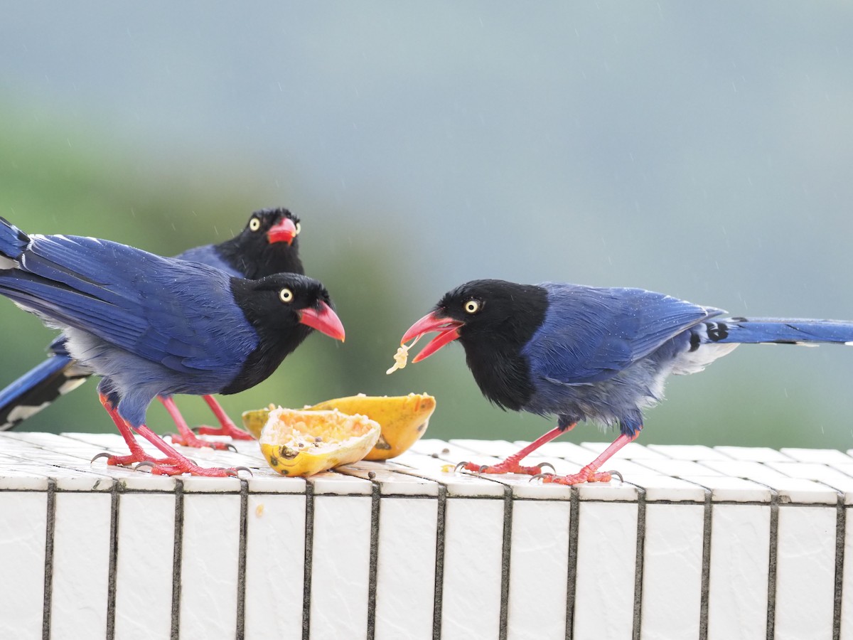 Taiwan Blue-Magpie - ML222850281
