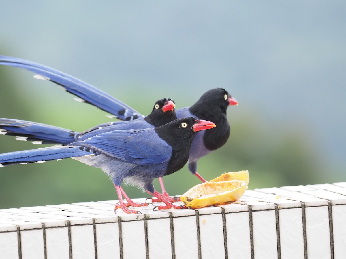 Taiwan Blue-Magpie - ML222850291