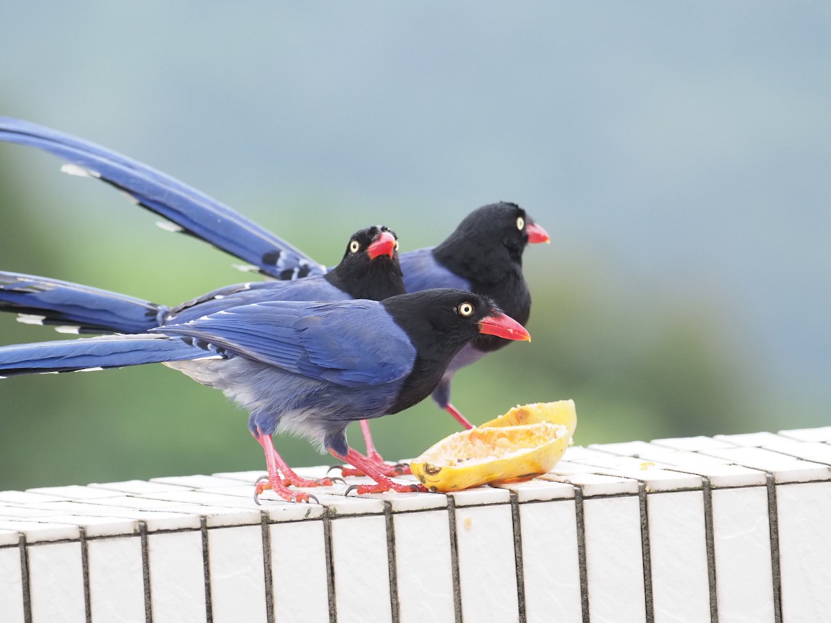Taiwan Blue-Magpie - ML222850301