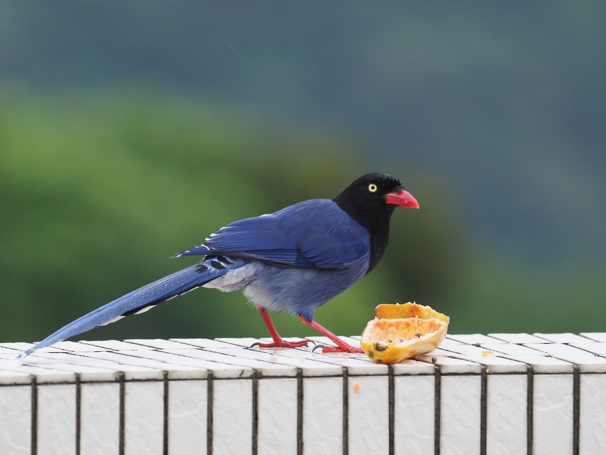 Taiwan Blue-Magpie - ML222850311