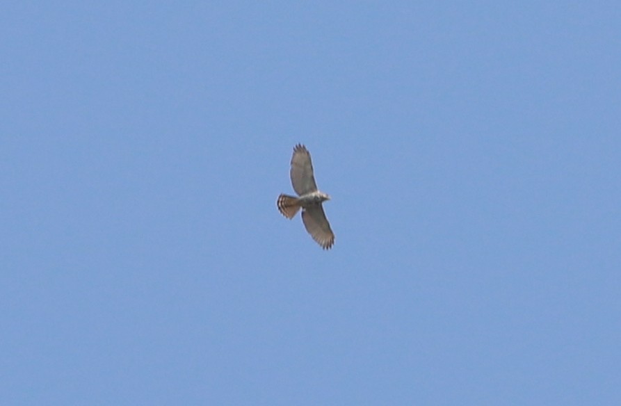 Broad-winged Hawk - Alfredo Garcia