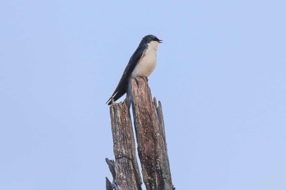 Tree Swallow - ML222853051