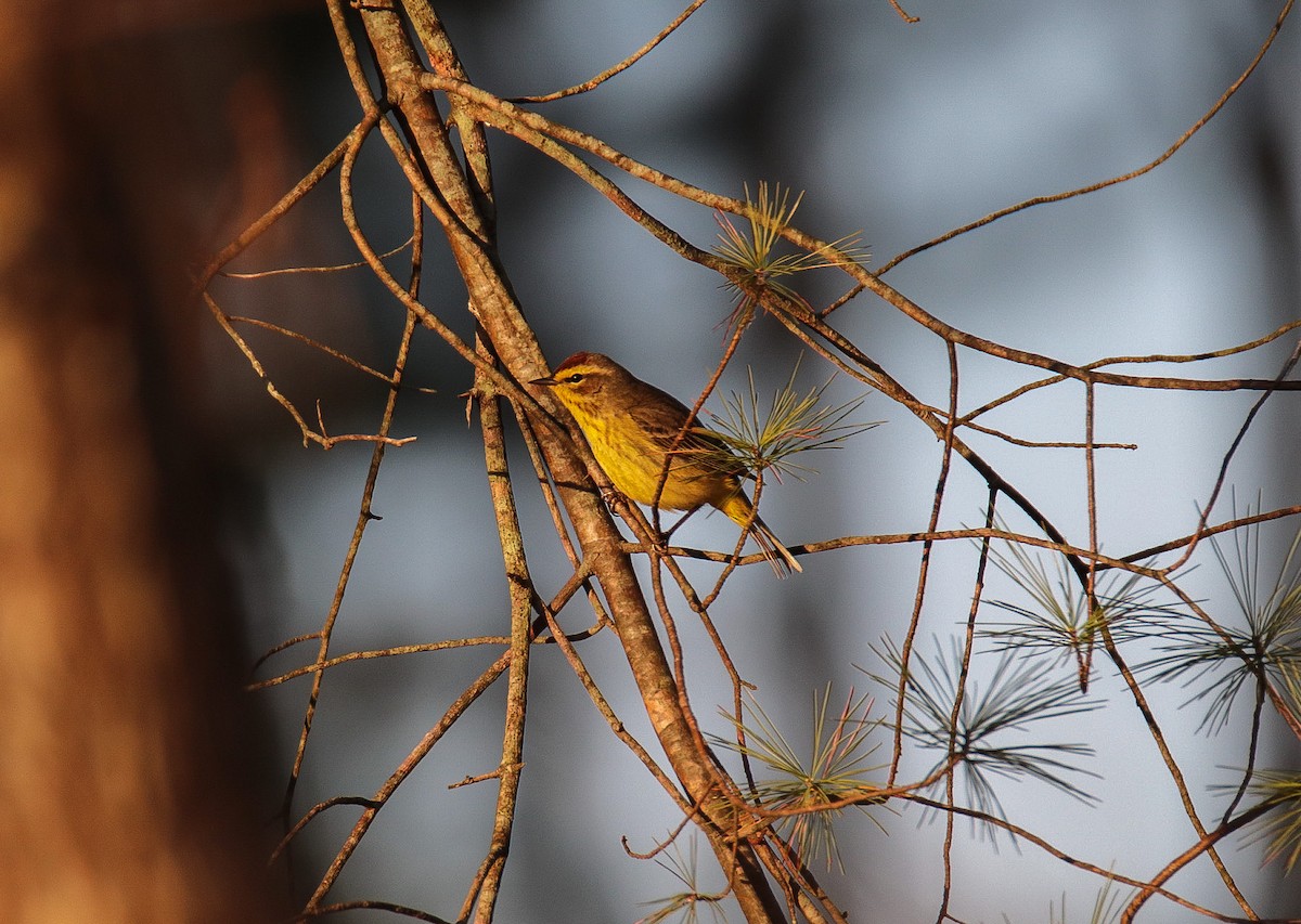 Palm Warbler - ML222853751