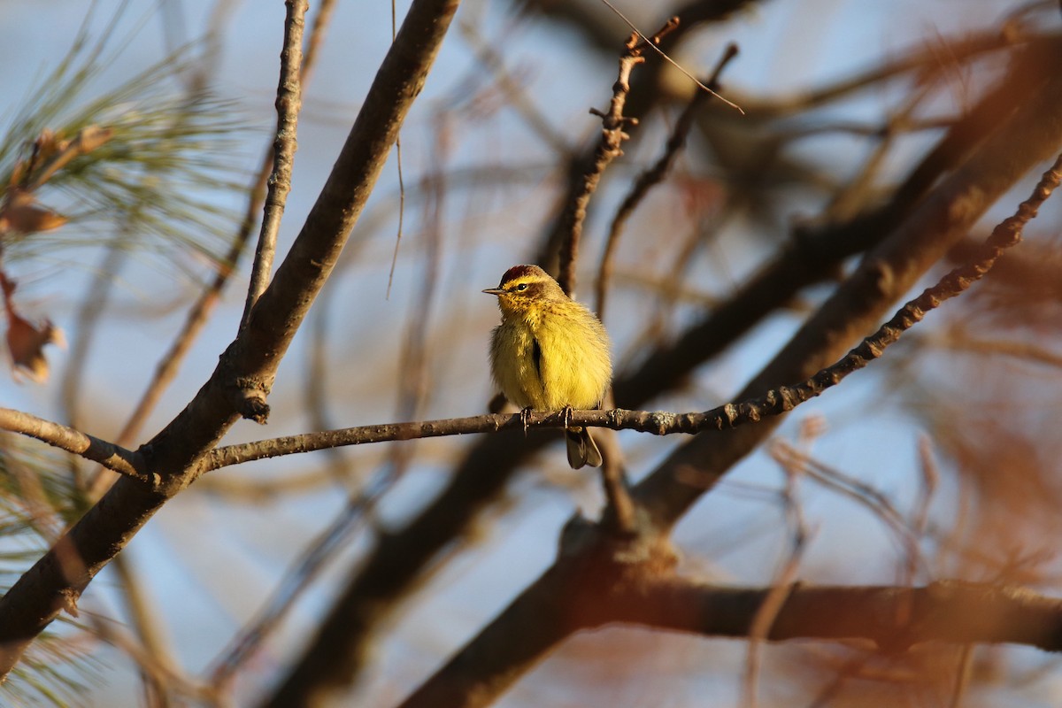 Palm Warbler - ML222854231
