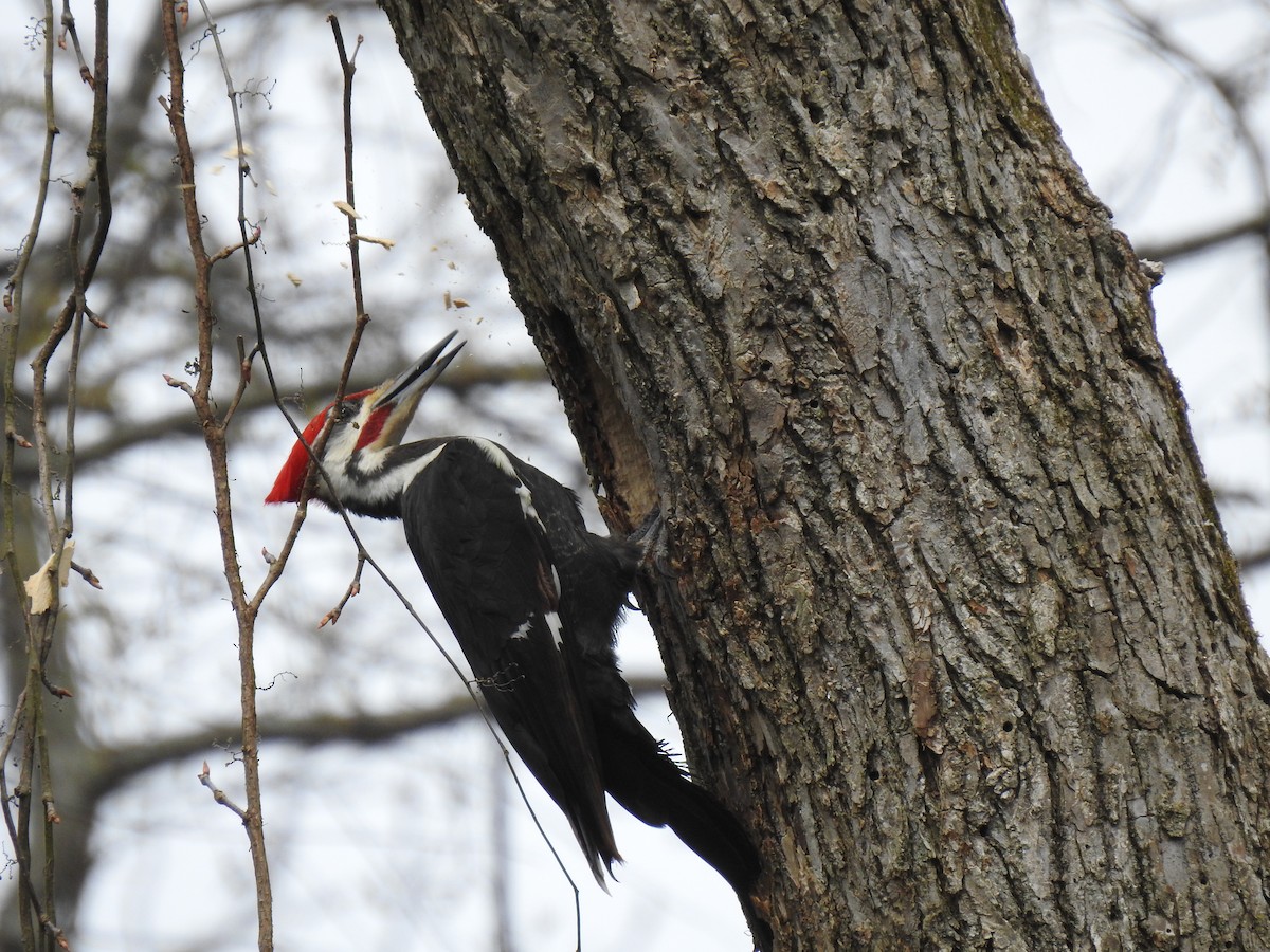 Pileated Woodpecker - ML222854981