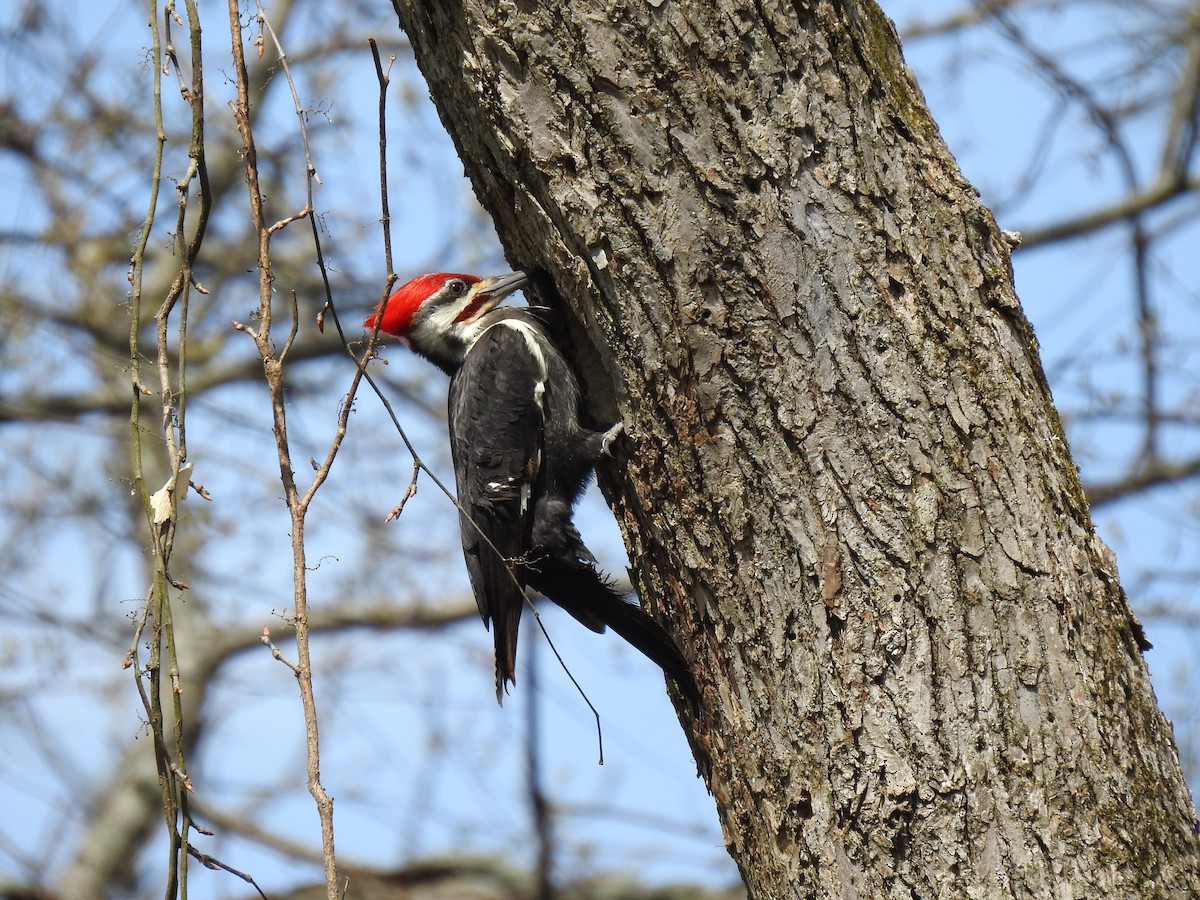 Pileated Woodpecker - ML222854991