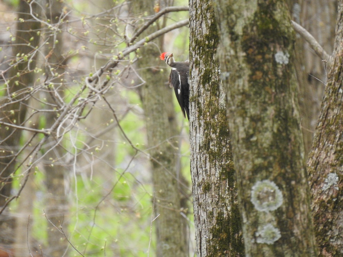 Pileated Woodpecker - ML222855001