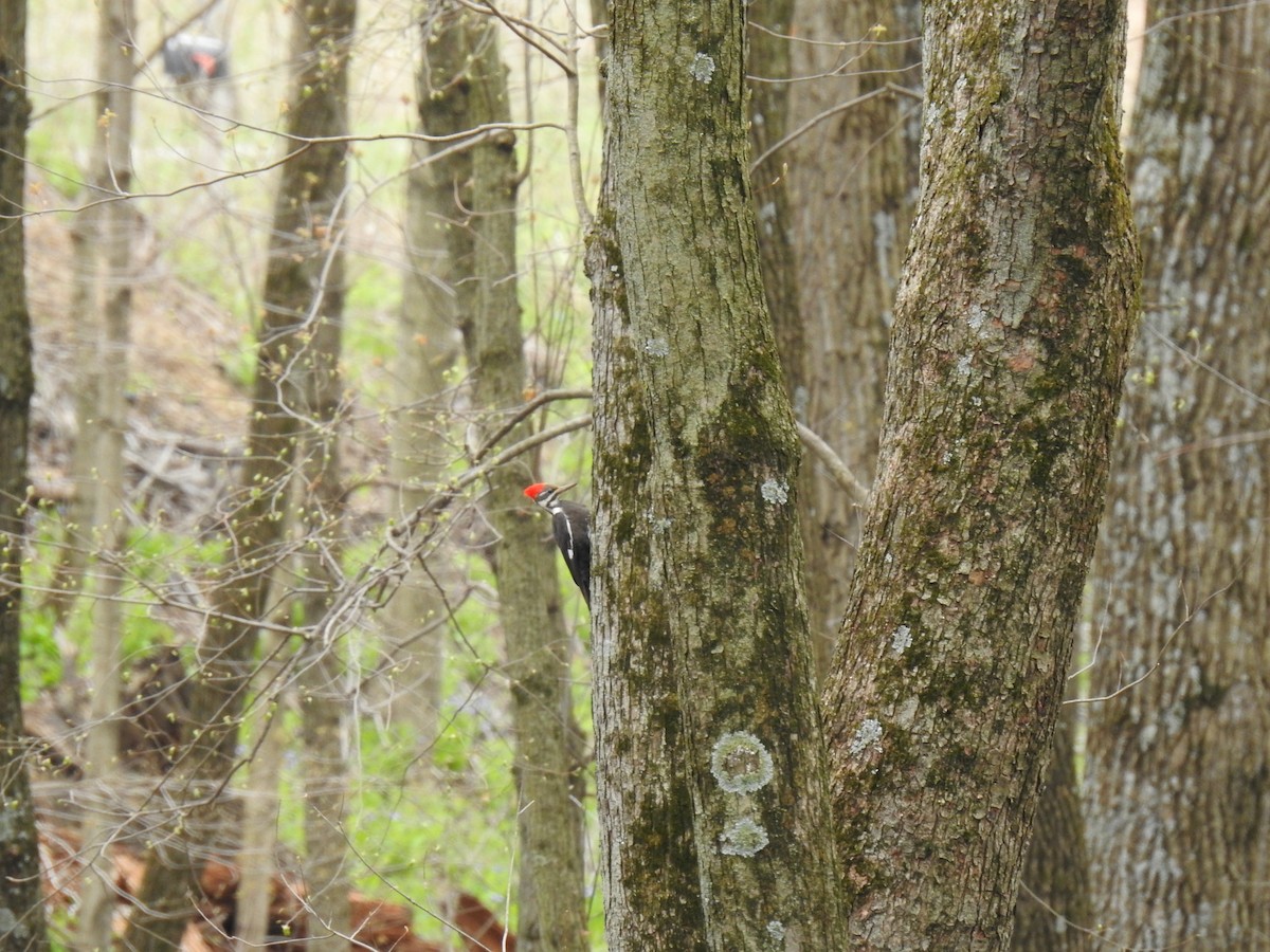 Pileated Woodpecker - ML222855011