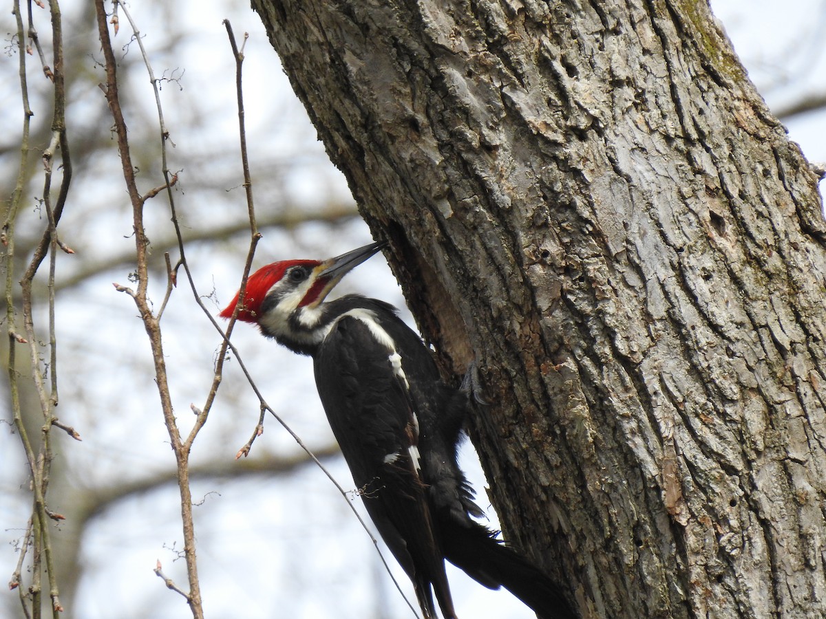 Pileated Woodpecker - ML222855021