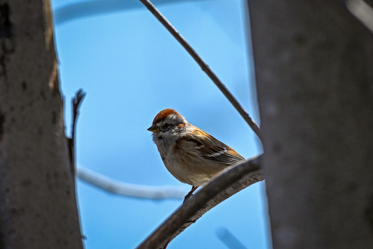 American Tree Sparrow - ML222856481