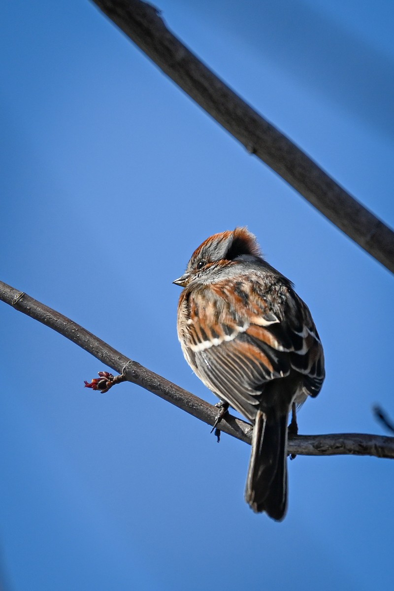 American Tree Sparrow - ML222856491
