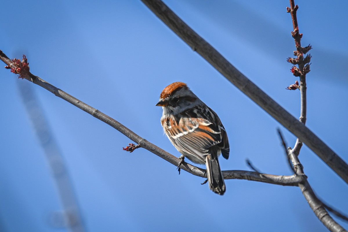 American Tree Sparrow - ML222856501