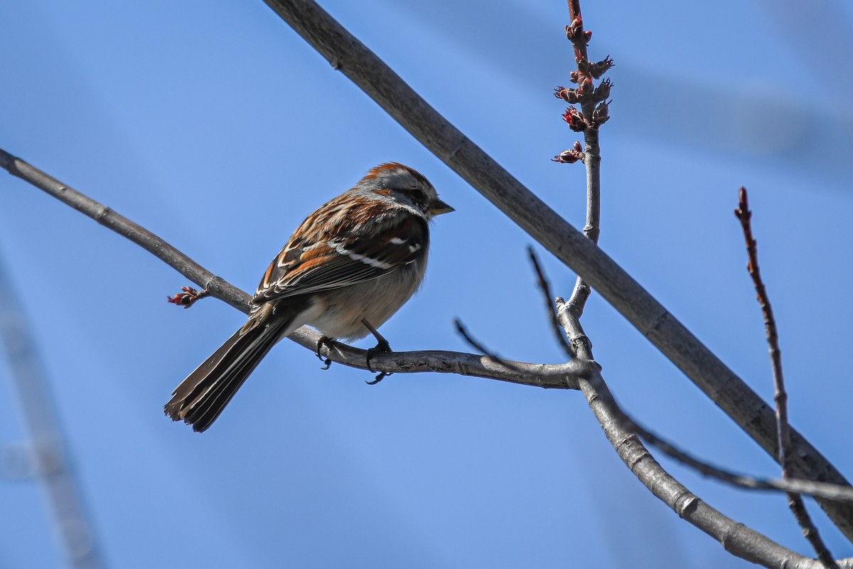 American Tree Sparrow - ML222856531