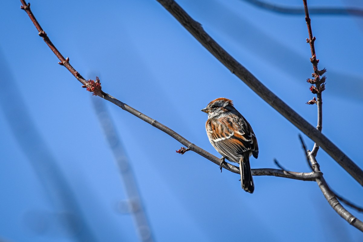 American Tree Sparrow - ML222856541