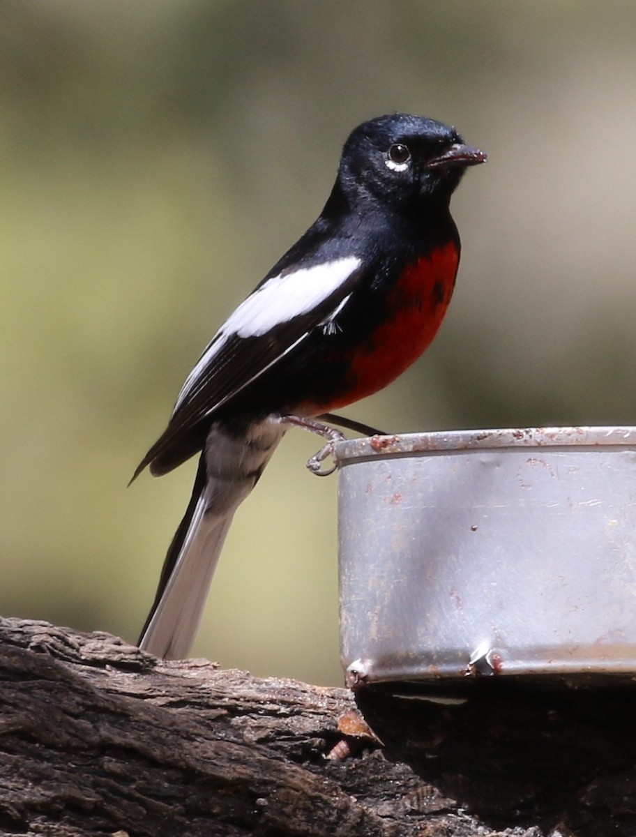 Painted Redstart - Don Coons