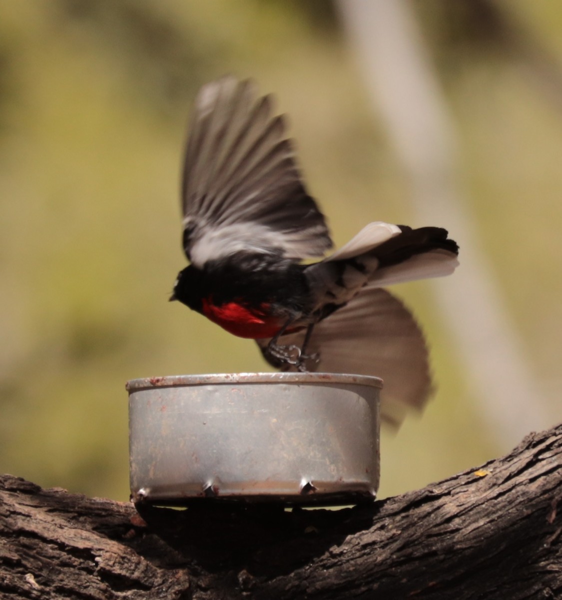 Painted Redstart - Don Coons