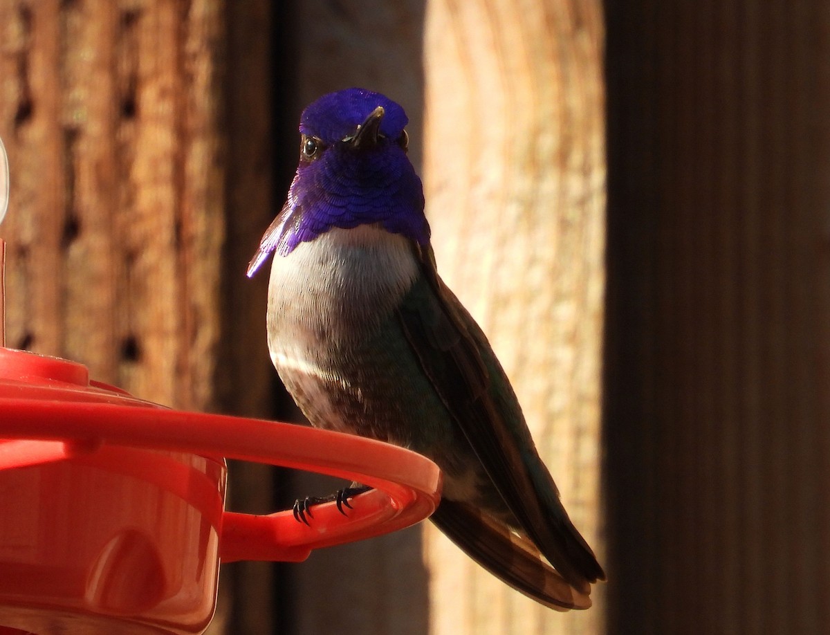 Costa's Hummingbird - Greg Cross