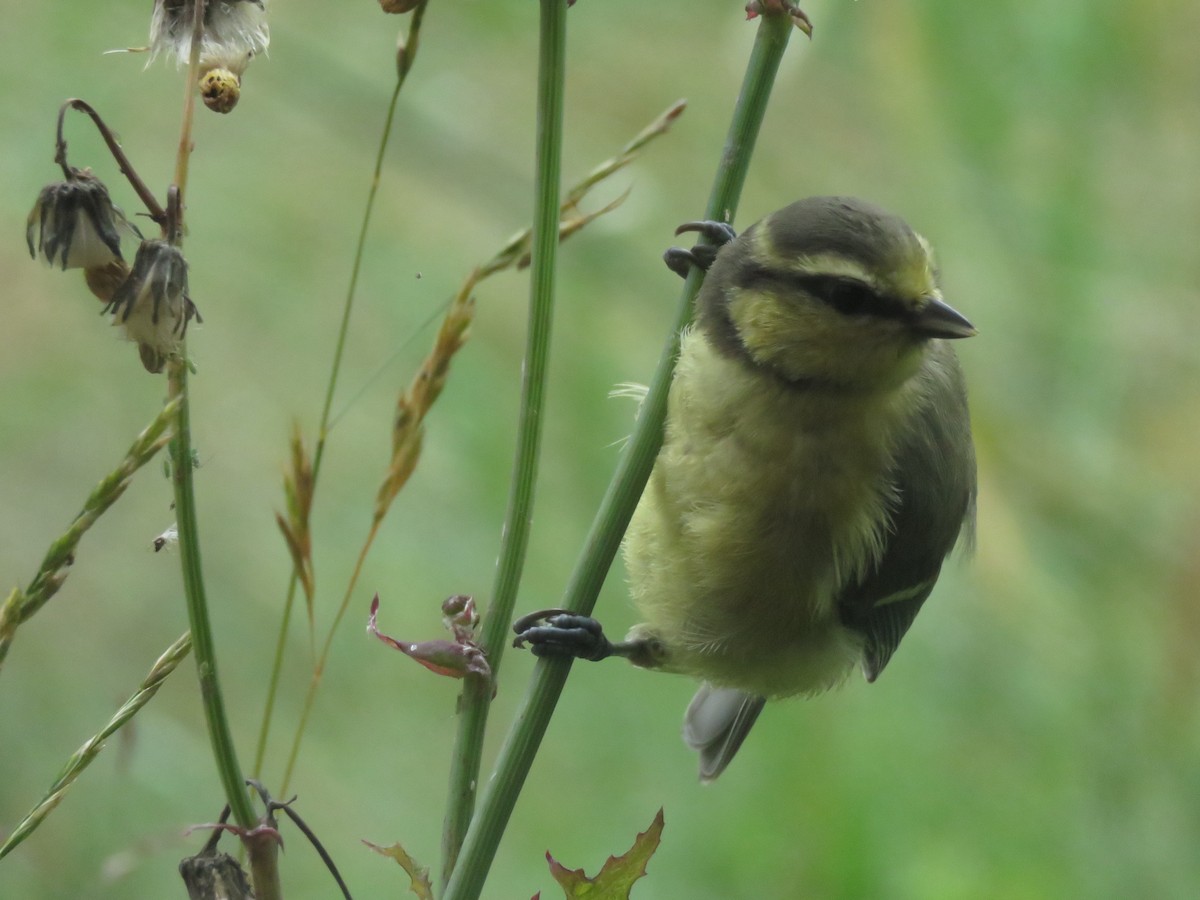 Eurasian Blue Tit - ML222861091