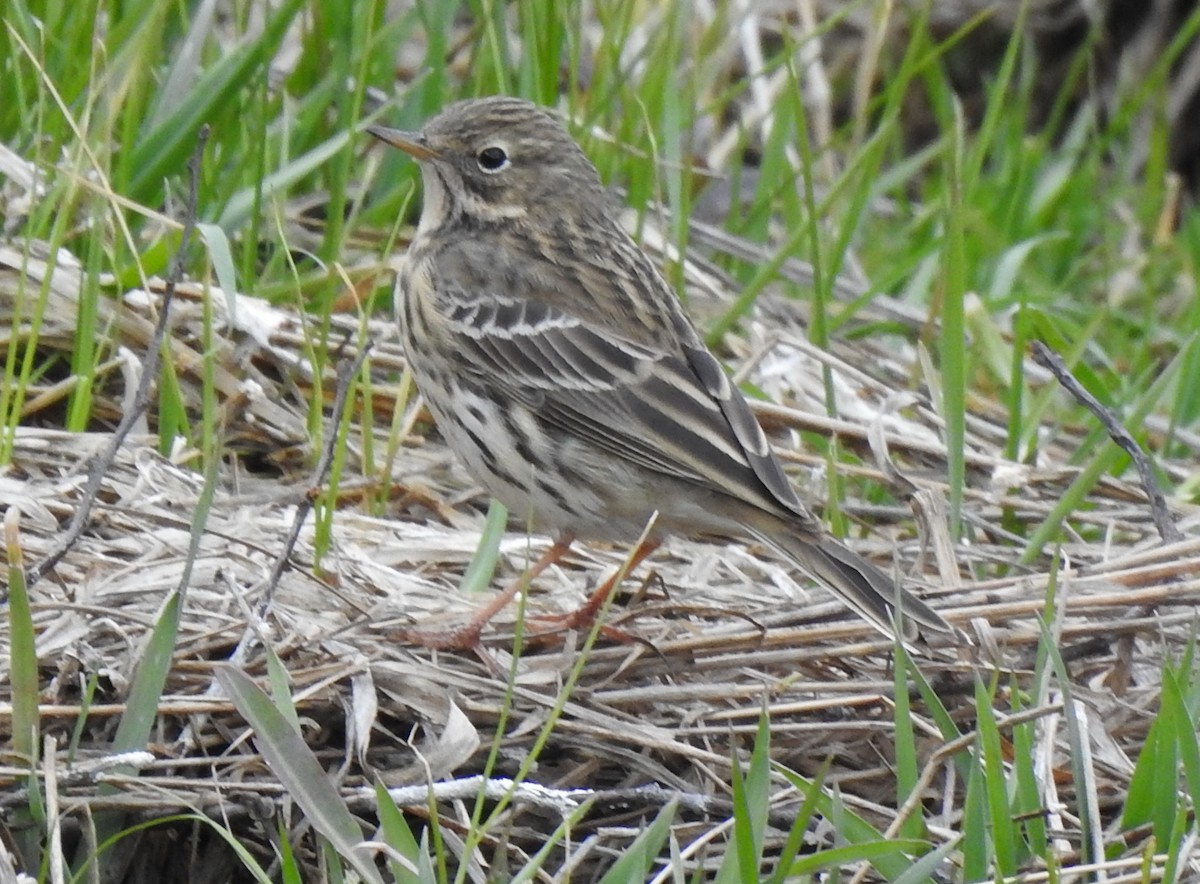 Meadow Pipit - ML222861151