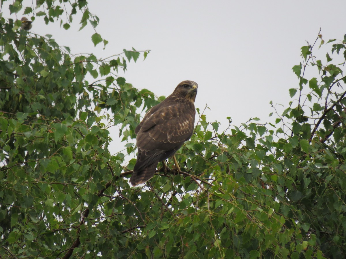 Common Buzzard - ML222861761