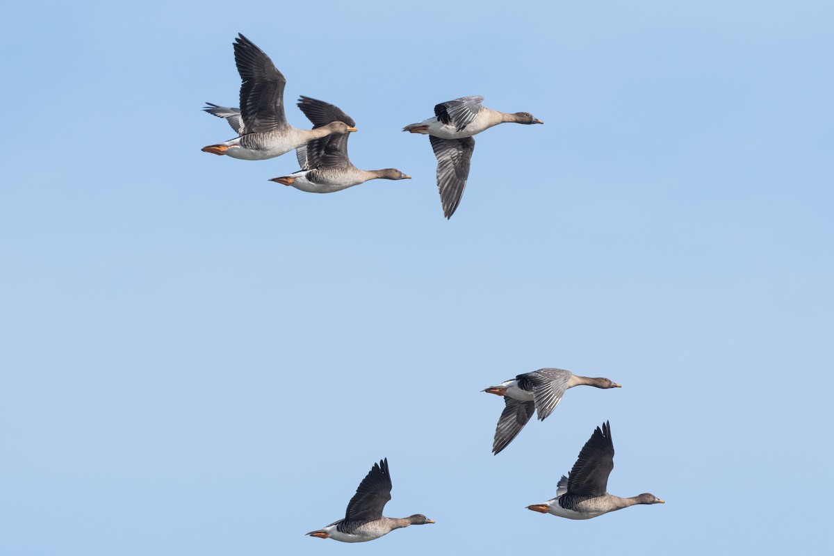 Tundra Bean-Goose - ML222862281