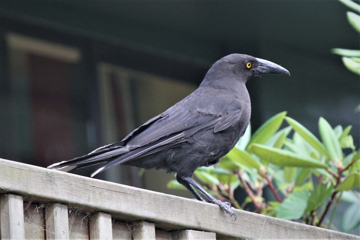 Black Currawong - ML222862351