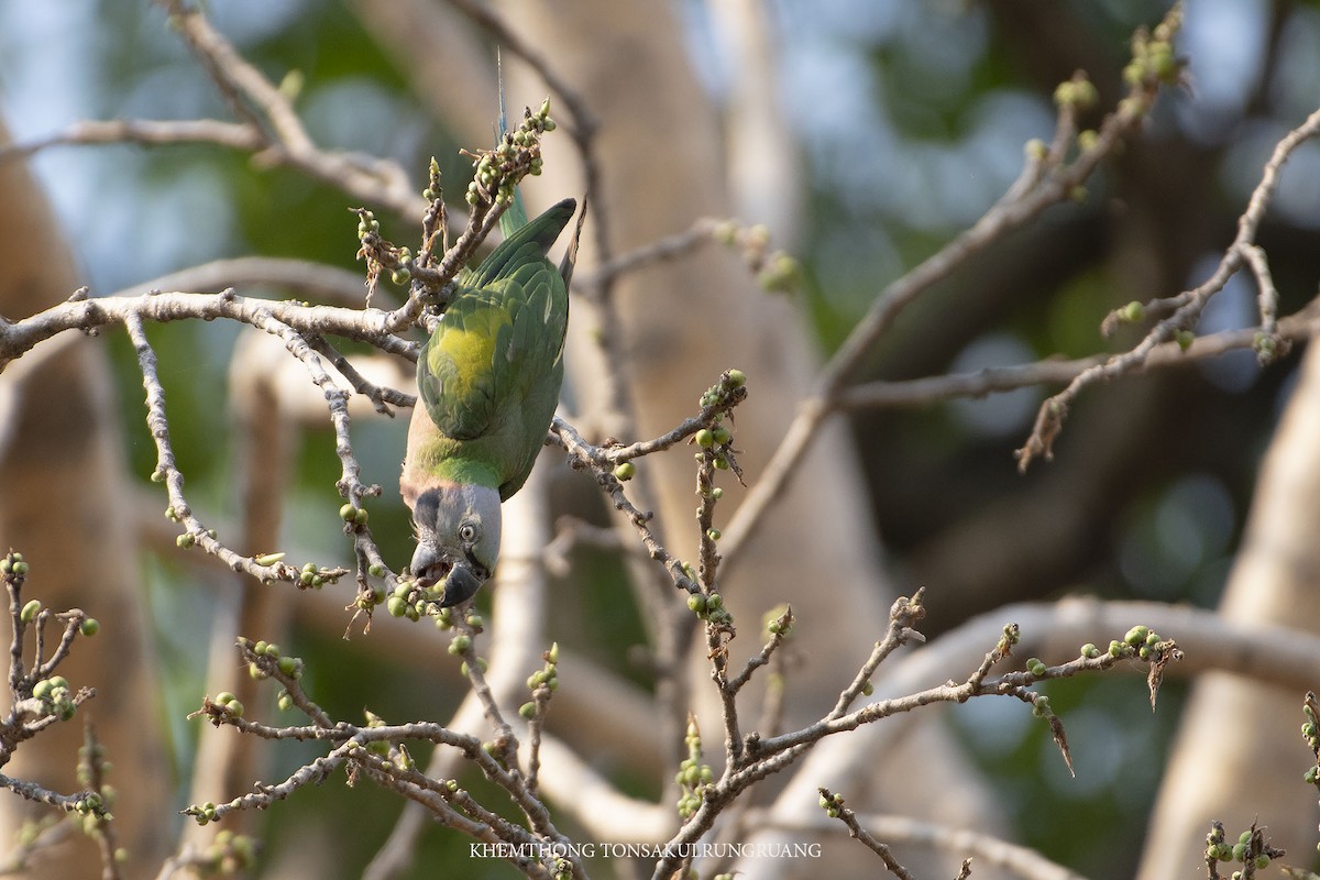 Red-breasted Parakeet - ML222862521