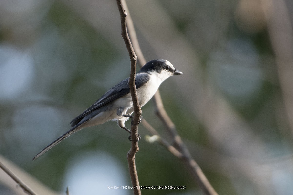 Minivet cendré - ML222862651