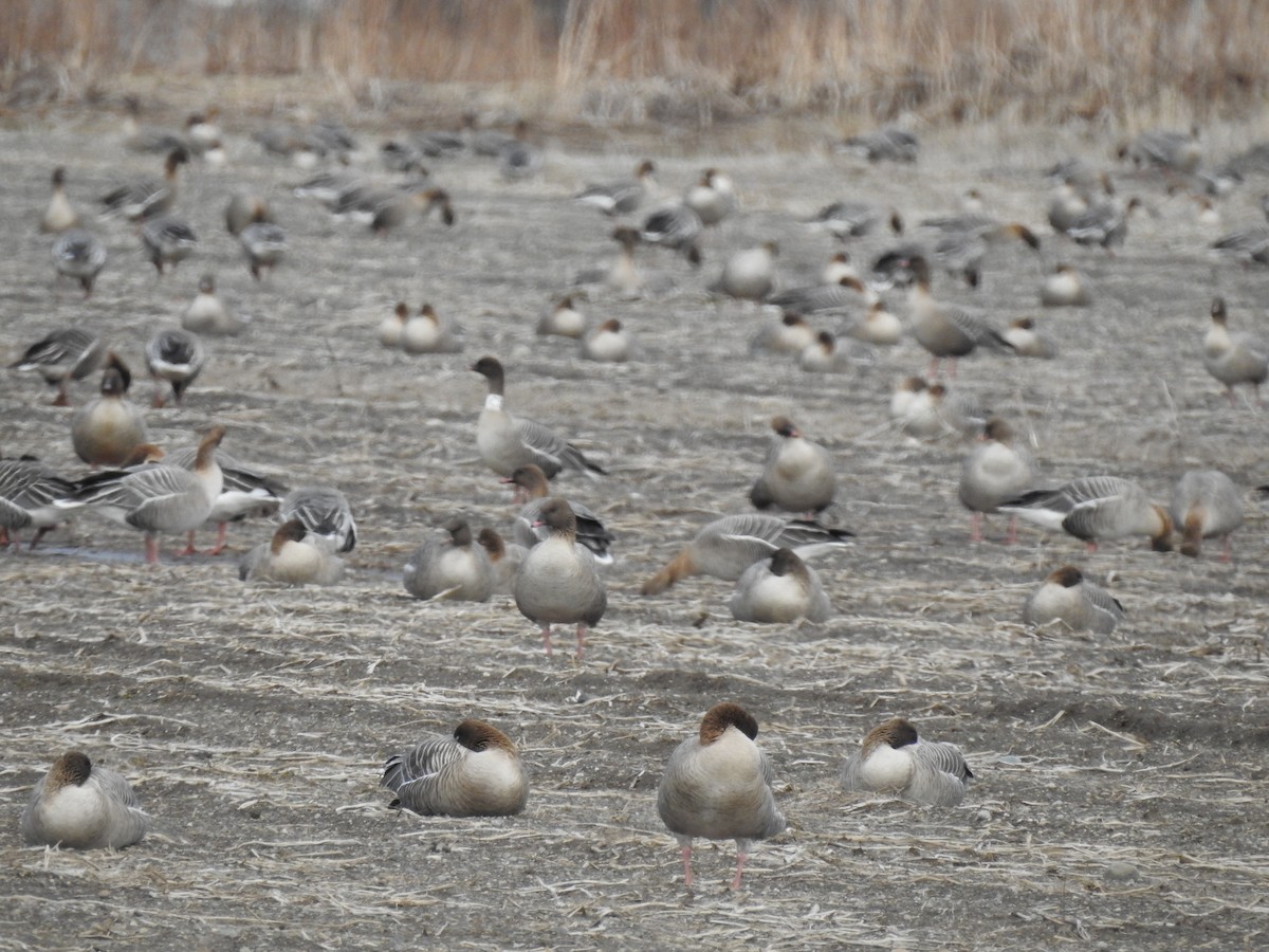 Pink-footed Goose - Nina Dehnhard