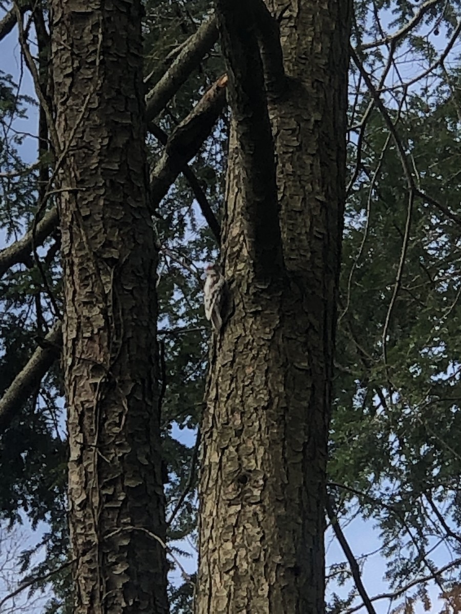 Downy Woodpecker - ML222864081