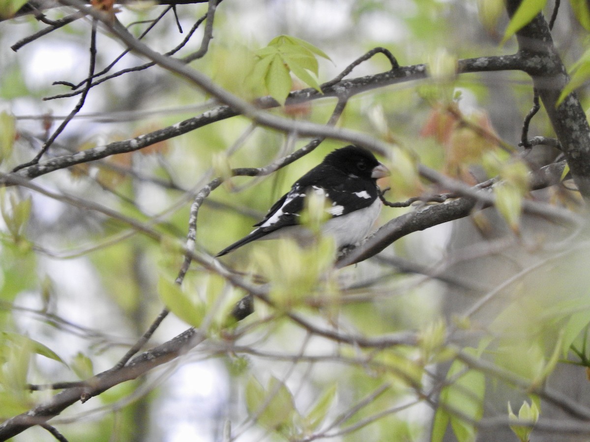 Rose-breasted Grosbeak - Gary Harbour