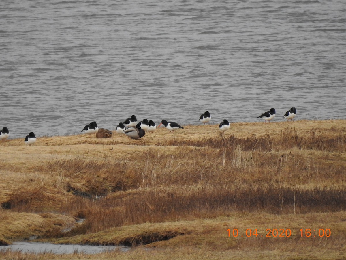 Eurasian Oystercatcher - ML222867101