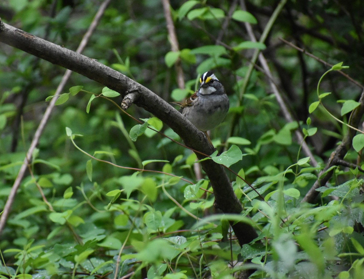 White-throated Sparrow - Ryan Weber