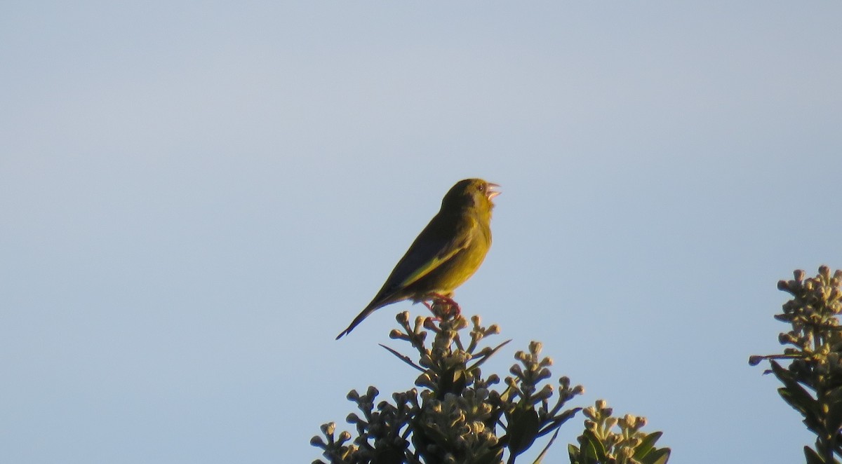 European Greenfinch - Ian  Woodford