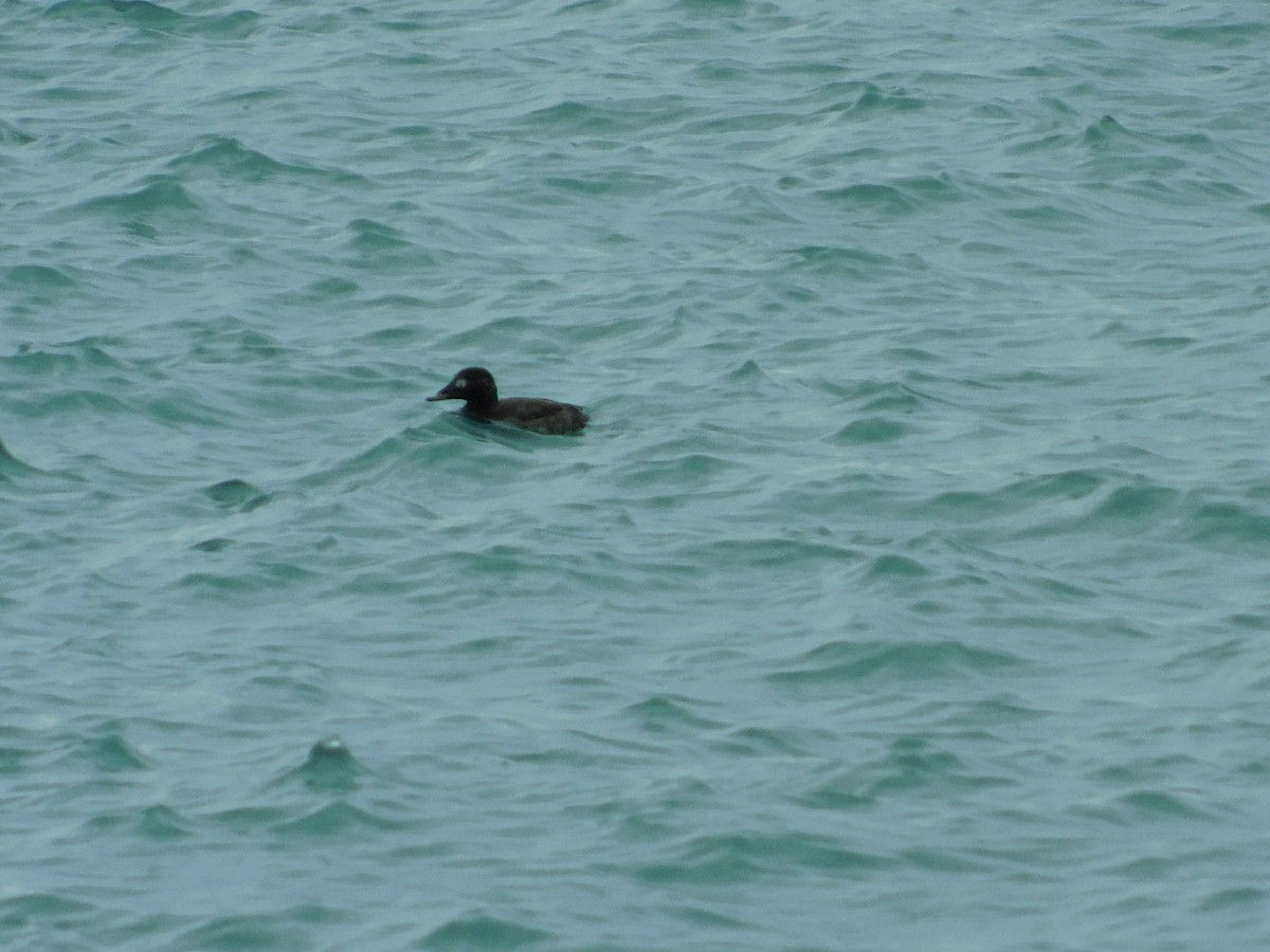 White-winged Scoter - ML222870601