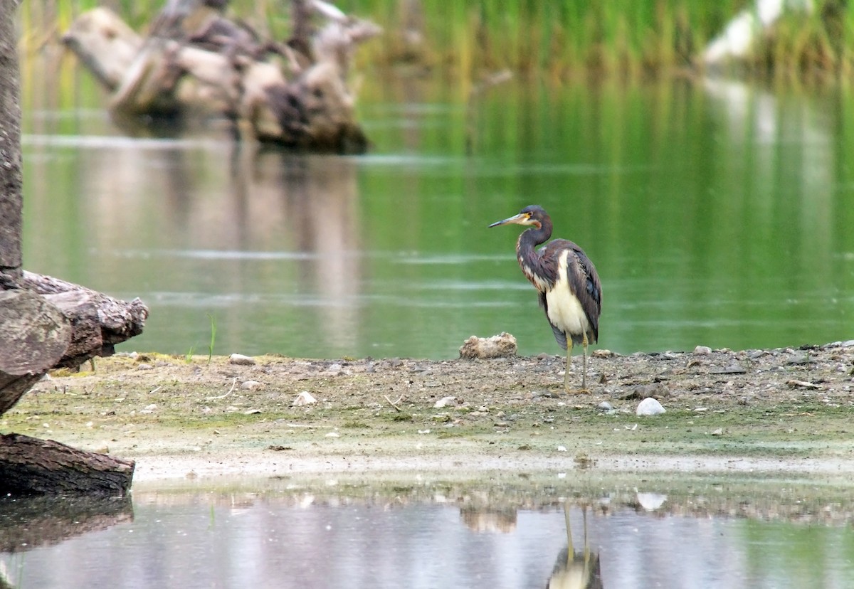 Tricolored Heron - ML222870901