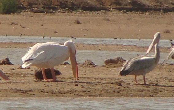 Great White Pelican - ML222871341