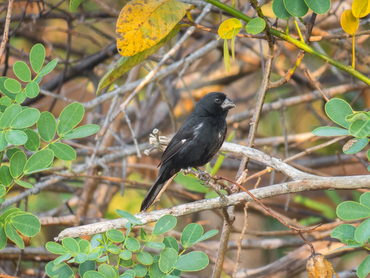 Thick-billed Seed-Finch - ML222873011