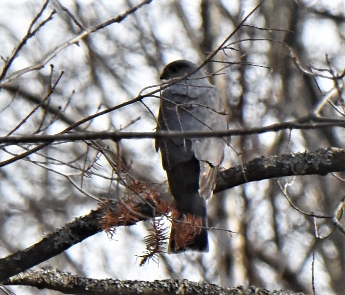 Sharp-shinned Hawk - ML222874271