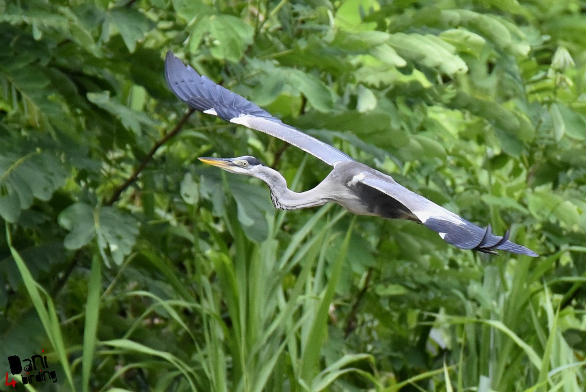 Cocoi Heron - Daniel López