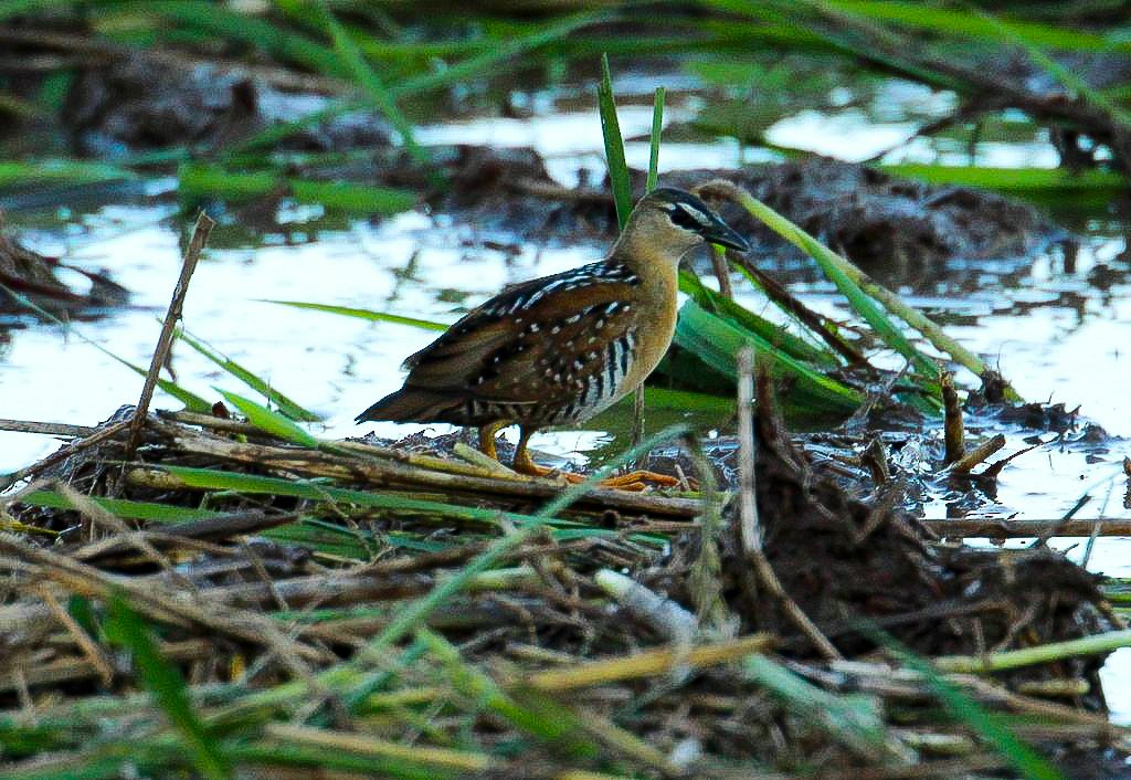 Yellow-breasted Crake - ML22287611