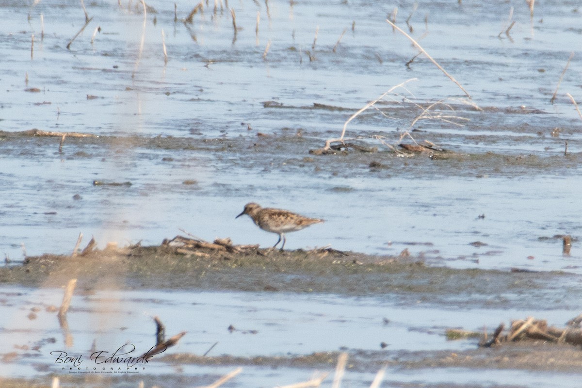 Baird's Sandpiper - ML222877621