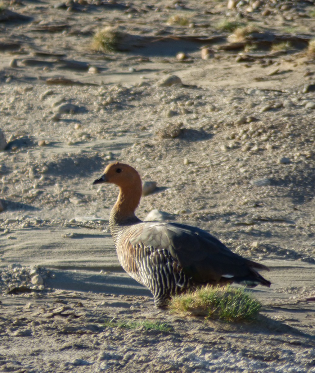 Upland Goose - ML222878401