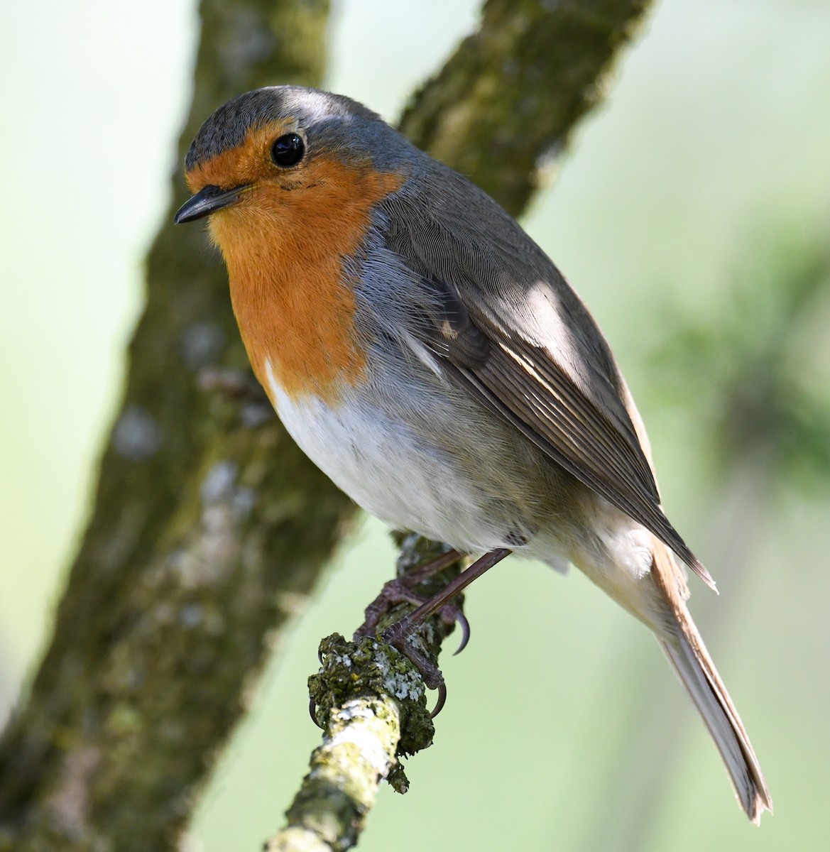 European Robin - ML222878561