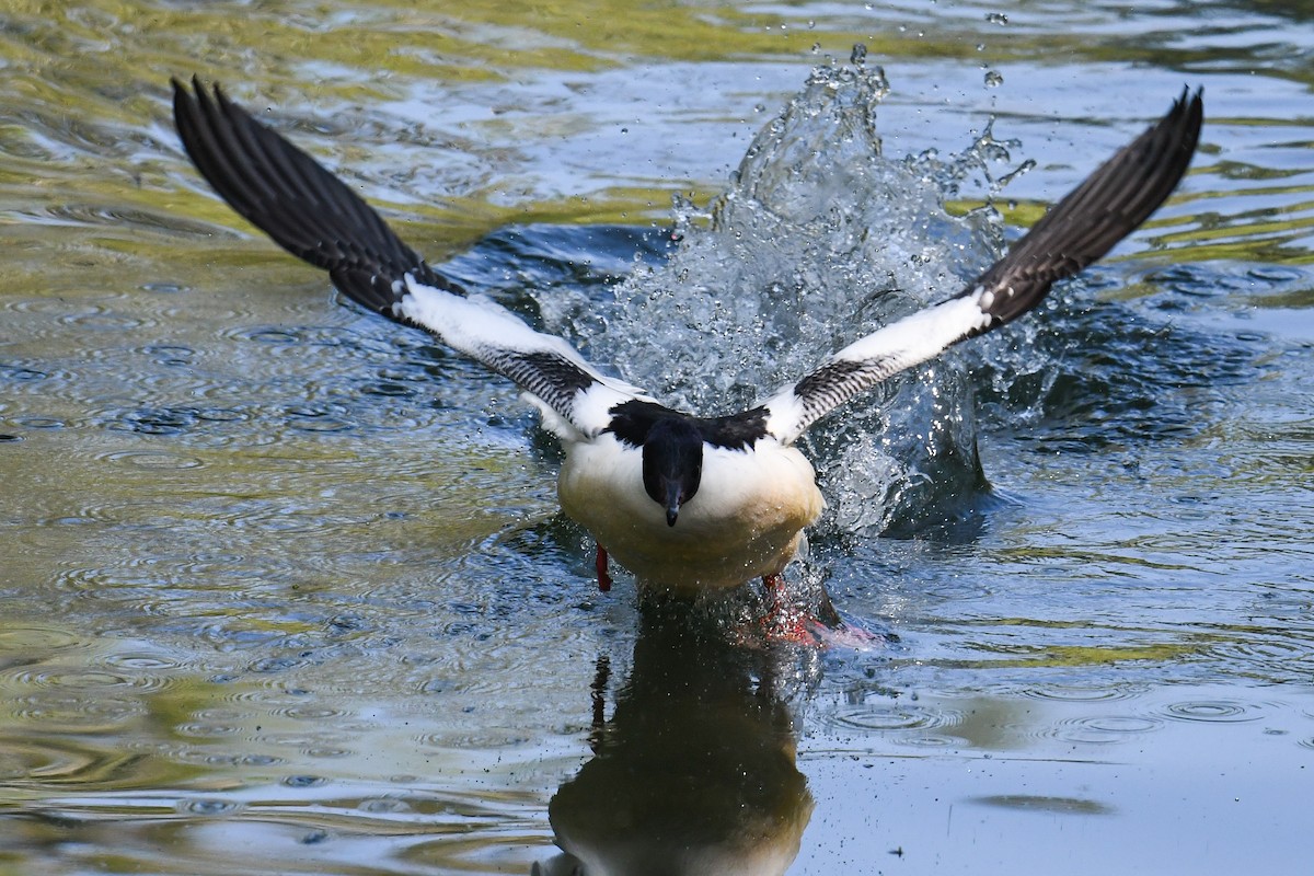 Common Merganser - Maryse Neukomm